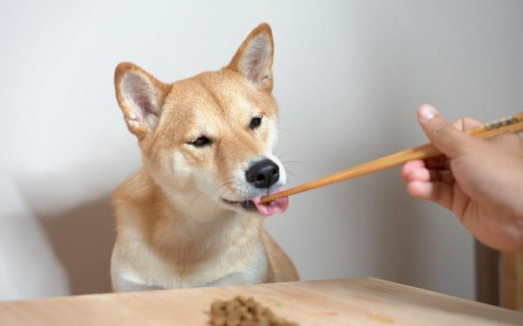 秋田犬和柴犬有哪些区别看完这几点你更想养谁