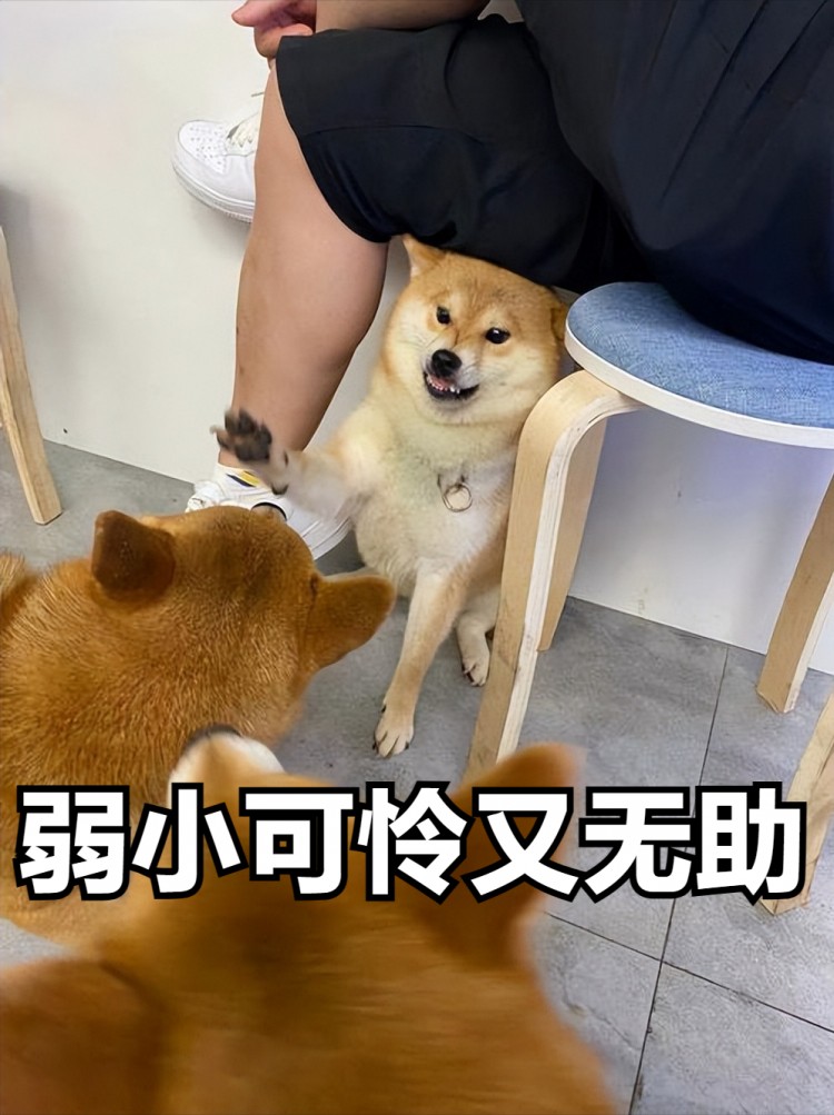 秋田犬和柴犬有哪些区别看完这几点你更想养谁