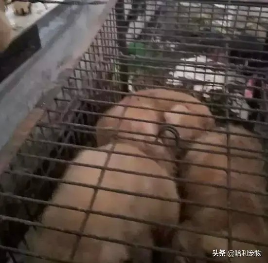 多只金毛和田园犬将被宰杀其中一只