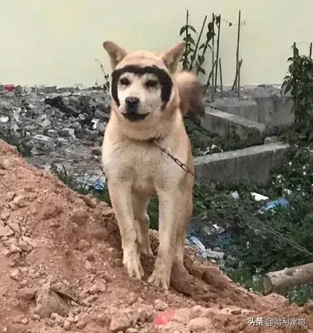 哈士奇和田园犬生下了孩子可没想到居然只遗传它一张脸笑疯了