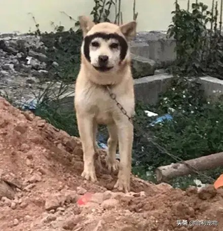 哈士奇和田园犬生下了孩子可没想到居然只遗传它一张脸笑疯了