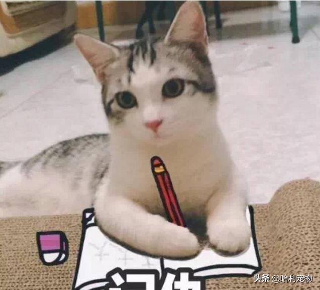 猫咬人之后舔你是在道歉知道真相的我快哭了出来