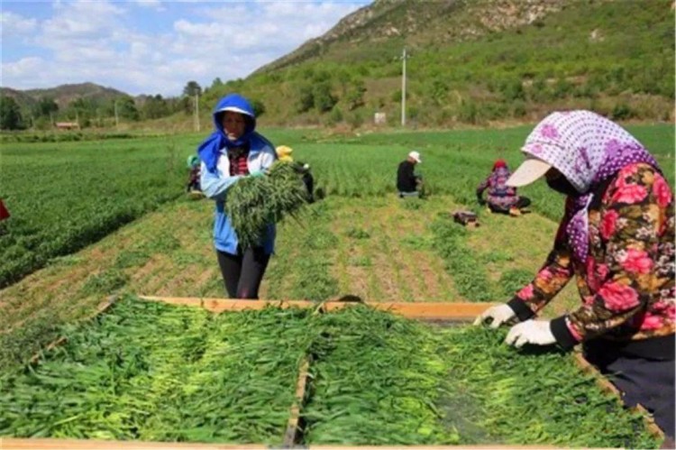 贫困山村为宠物种草优质草料大受欢迎田间野草带村民脱贫！