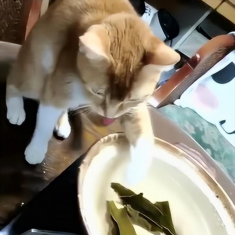 猫咪缺钙吃什么补钙最快这7种食物很适合吃！