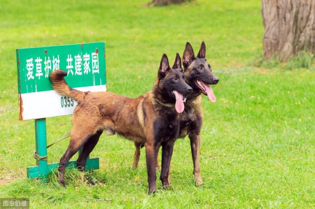 归属田园养狗的好选择—马犬你是不是这么认为呢优点果然很多