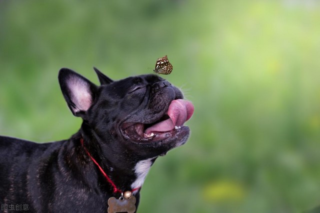 适合别人的狗狗并不一定适合你！盘点受欢迎犬种的优缺点