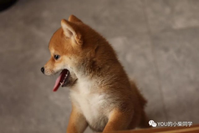 柴犬幼犬一只多少钱决定柴犬价格的因素