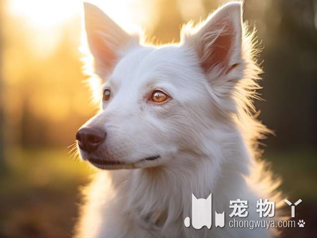 拉布拉多犬的身高能达多高？