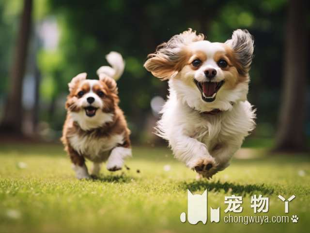 牧羊犬是什么意思网络用语？